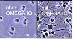 Zellstrukturen mit OMEGA IQ