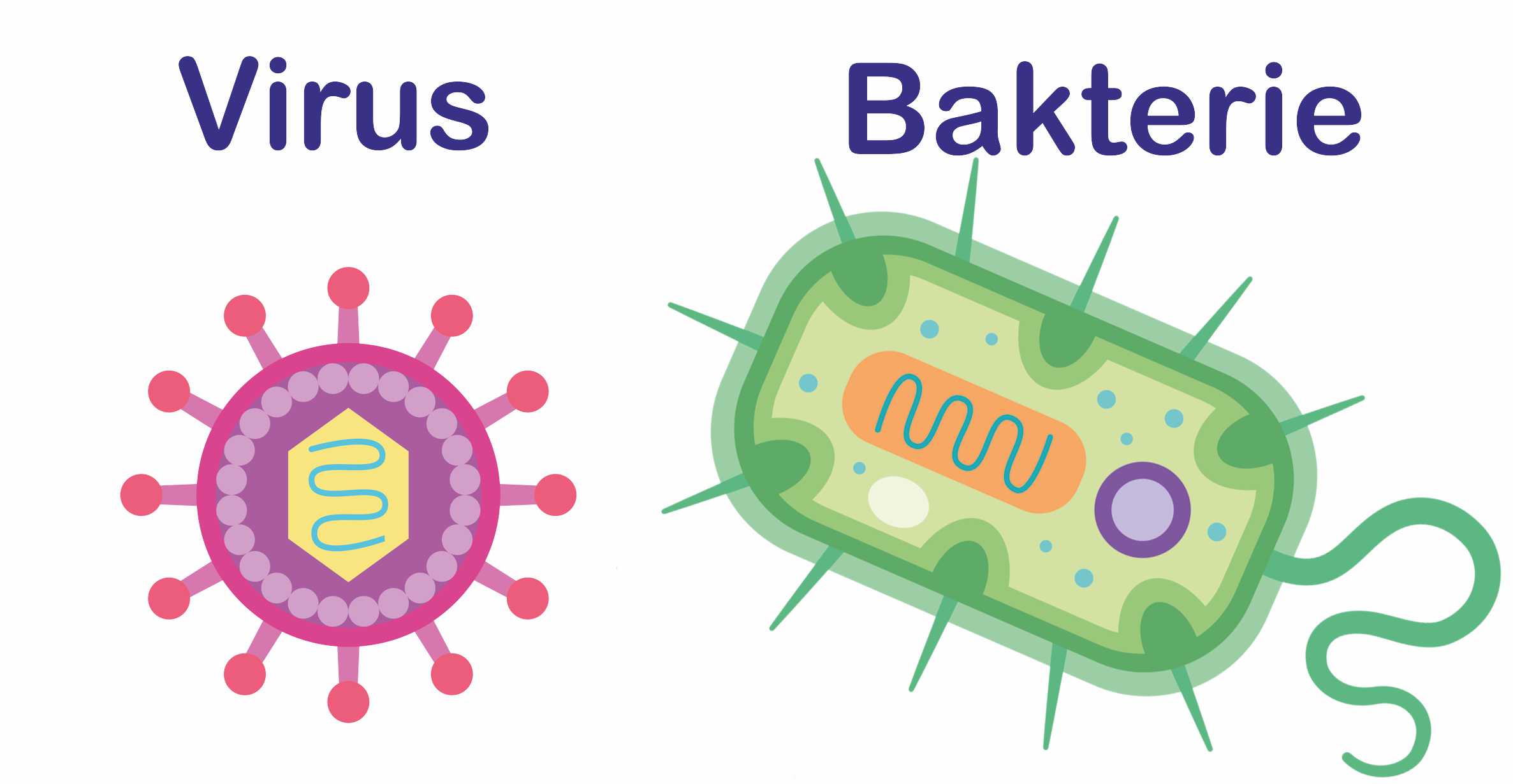 Vrrus Bakterie Unterschiede