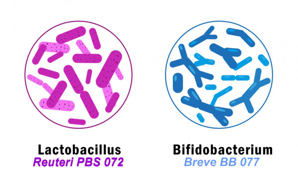 Lactobacillen und Bifidobakterien
