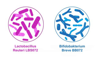 Lactobacillen und Bifidobakterien